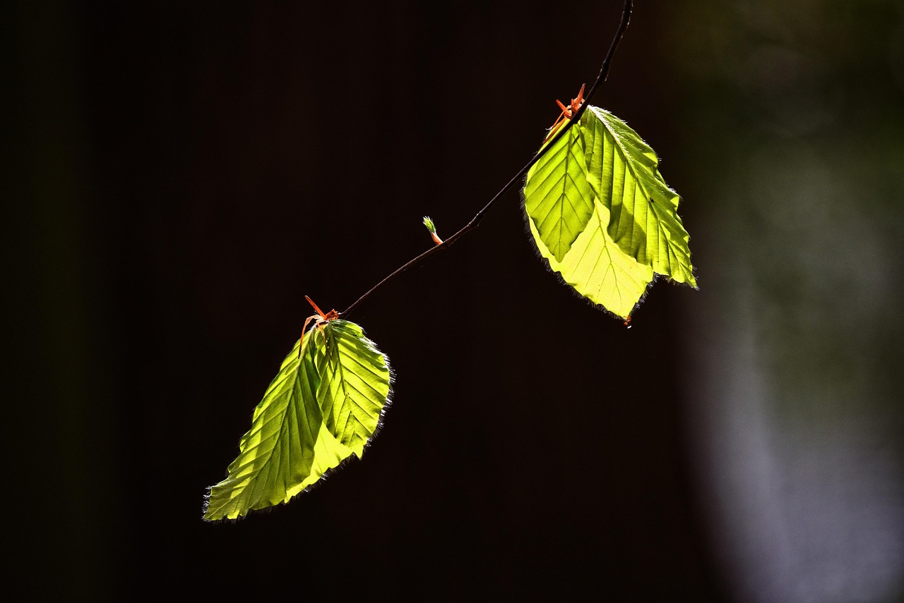 Leaf, foliage, twig — Lose Fat Safely with Cryoslimming Services in Mobile, AL