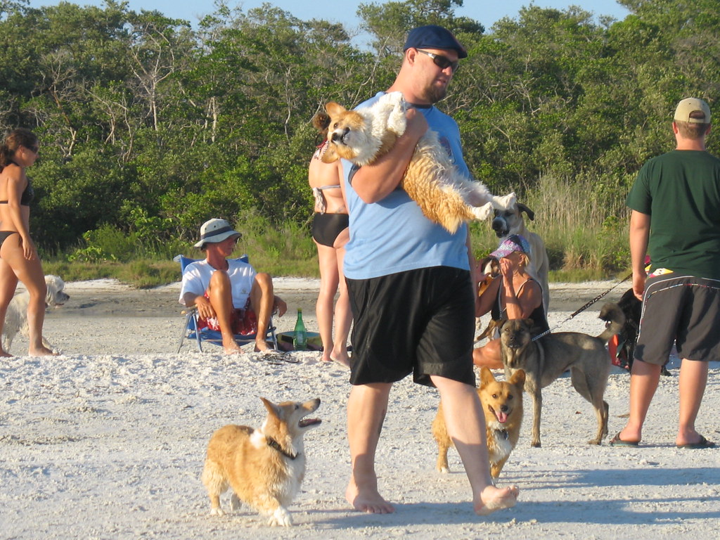 Corgi Funding Rounds: The Smart Path to $5 Billion