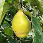 A close-up of a single green pear hanging from a tree branch surrounded by leaves.