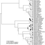 evolutionary history of bats