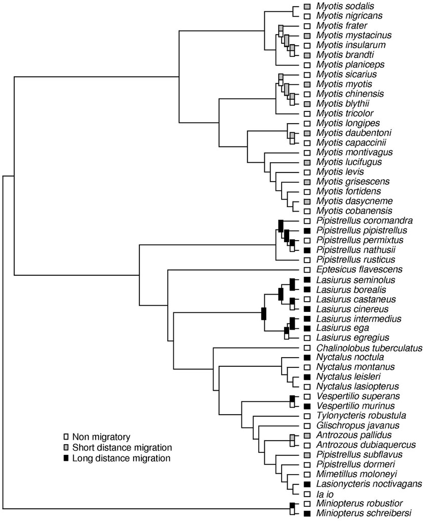 Evolutionary history of bats: What’s the real story?