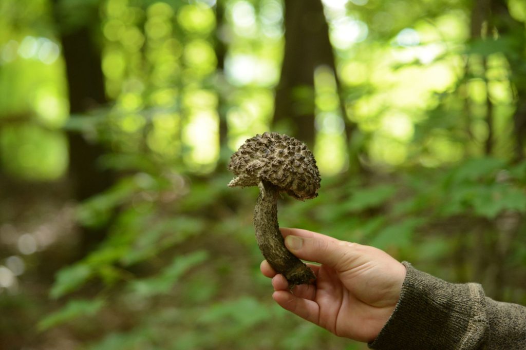 Giant fungus discovery: The Real Proven Impact of D-rex
