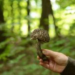 giant fungus discovery